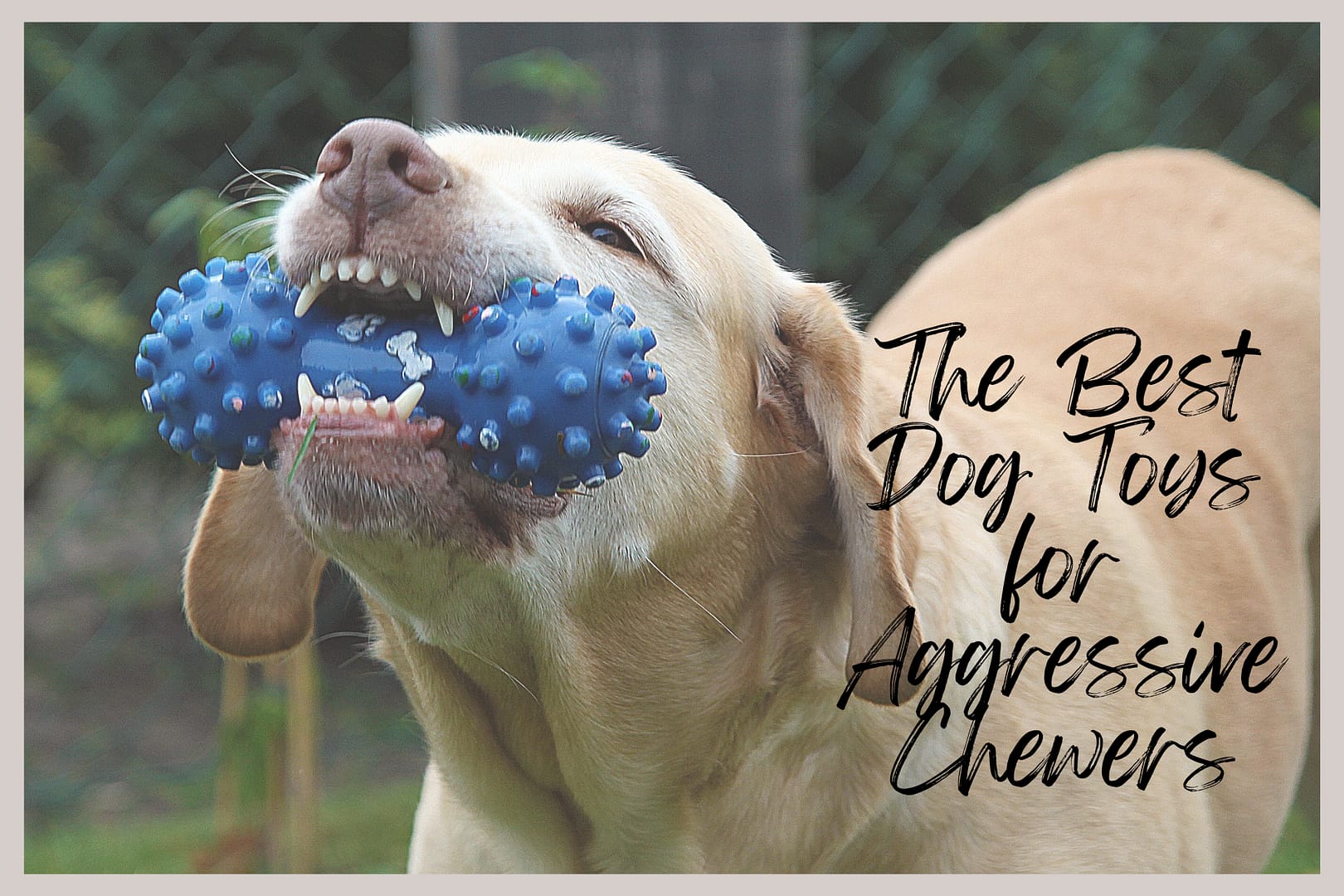 You are currently viewing Chew-Proof Champions: The Best Dog Toys for Aggressive Chewers