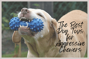 Read more about the article Chew-Proof Champions: The Best Dog Toys for Aggressive Chewers